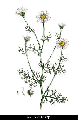 Anthemis cotula, Stinkende Hundskamille, digitale Reproduktion einer historischen Vorlage, zwischen 1790 und 1810, Botanica Pharmaceutica von Andreas Stockfoto