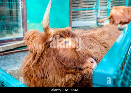 Flauschige rote Zwergkuh im Zoo Stockfoto