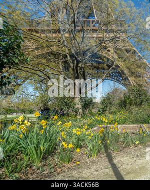 Paris, Frankreich - 03 31 2025: Teppich aus gelben Narzissen und der Eiffelturm dahinter Stockfoto