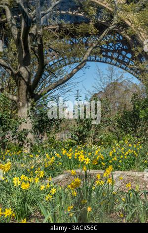 Paris, Frankreich - 03 31 2025: Teppich aus gelben Narzissen und der Eiffelturm dahinter Stockfoto