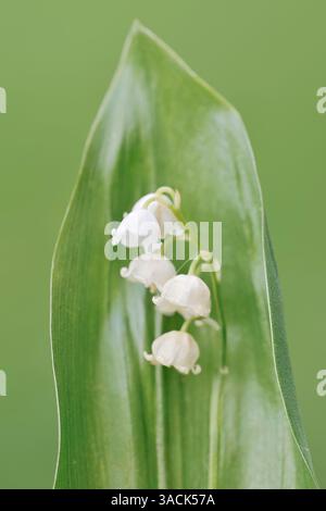 Maiglöckchen (Convallaria majalis), Deutschland | Maiglöckchen (Convallaria majalis), Deutschland Stockfoto