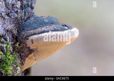 weidenklammer über unscharfem Hintergrund, Bild in natürlichem Lebensraum (Phellinus igniarius) Stockfoto