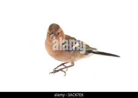 Kaffinch isoliert auf weißem Hintergrund Stockfoto