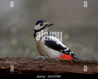 Spechte, der auf der Rinde eines Baumes sitzt Stockfoto