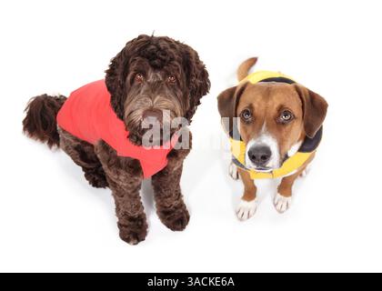 Zwei Hunde tragen Regenmantel für regnerische Tage. Hochwinkelansicht von 2 Hunden, die mit verstellbarer wasserdichter Jacke sitzen und in die Kamera schauen. Weibliches Labor Stockfoto