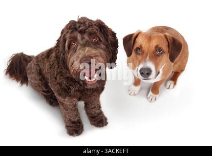 Glückliche Hunde, die in die Kamera oder den Haustierbesitzer schauen. Zwei Hundefreunde sitzen nebeneinander und warten auf Futter oder Gehorsamstraining. Weibliche Harrier Mix d Stockfoto