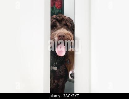 Zwei Hunde, die vom Badezimmer aus durch die offene Tür schauen. Niedliche Hundefreunde, die nach dem Haustierbesitzer schauen. Lustiges Hundeverhalten beim Öffnen von Türen. Weibliches Labor Stockfoto