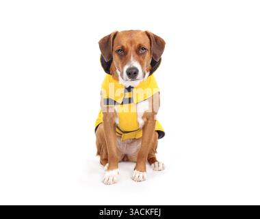 Hund in Regenmantel, bereit für Spaziergänge in der Regenzeit. Niedlicher brauner Hündchen mit gelber, verstellbarer wasserdichter Jacke. 2 Jahre alt, f Stockfoto