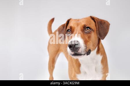 Niedlicher Hund mit Warten oder fokussiertem Ausdruck, der in die Kamera blickt. Niedlicher brauner oder oranger Welpe, der nach etwas sucht. Grauer Hintergrund. Weiblich, Harrier Stockfoto