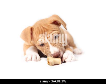 Neugieriger Welpe mit Kaustock. Der ganze Körper eines 9 Wochen alten, zahnenden Welpen, der an einem dehydrierten Stock zwischen den Pfoten kaut. Zweifarbig beige, weiblich Boxer P Stockfoto