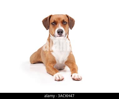 Isolierter Hund, der mit ausgestreckten Pfoten liegt. Entspannter Welpe in lustiger Spuckposition. Ernsthafte oder wartende Körpersprache. Zwei Jahre alte Harrie Stockfoto