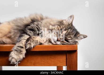 Entspannte Katze, die auf einem Stuhl mit grauem Hintergrund liegt. Super Senior Katze schläft oder schläft friedlich seitlich. 15 Jahre alt, weiblich, langhaarige Tabby-Katze. Stockfoto