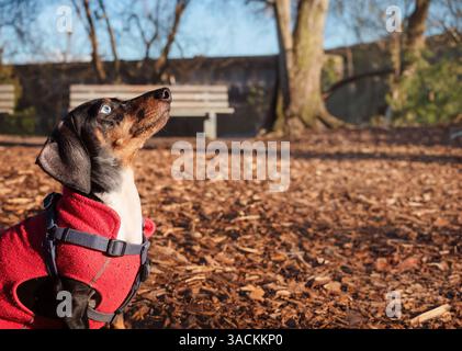Niedlicher Dackel im Hundepark. Seitenansicht eines kleinen Welpen mit rotem Wintermantel und Blick nach oben. Herbst- oder Winterhund-Wanderhintergrund. Al Stockfoto