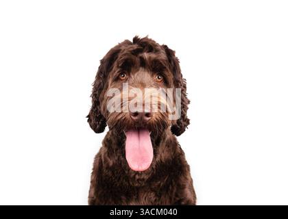 Entspannter Labradoodle-Hund, der in die Kamera blickt, mit einer langen rosa Zunge, die herausragt. Süßer flauschiger Hündchen. 1 Jahre alt, weiblich, australischer Labradood Stockfoto