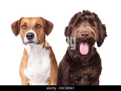 Isolierte Hunde, die in die Kamera schauen. Zwei Hundefreunde sitzen nebeneinander und hoffen auf Futter oder Gehorsamstraining. Weibliche Harrier mischen Hund mit Weibchen Stockfoto