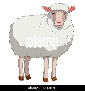 Vektor für weibliche Schafe. Nutztiere für die Wollproduktion. Einfache flache Illustration oder Zeichentrickfilm isoliert auf weißem Hintergrund. Stock Vektor