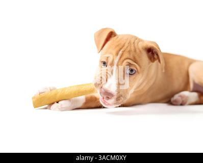 Glücklicher Welpe mit Kaustock im Mund. Niedlicher Welpe, der einen großen Zahnstock kaut, während er ihn zwischen den Pfoten hält. Zahnhündchen. 2 Monate alt, weiblich Bo Stockfoto