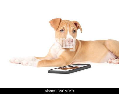 Hündchen mit Smartphone, das mit Hund über Videoanruf spricht. Niedlicher Hündchen, der vor dem Telefon liegt, während er in die Kamera schaut. Konzept für Tiere oder Haustiere bei uns Stockfoto