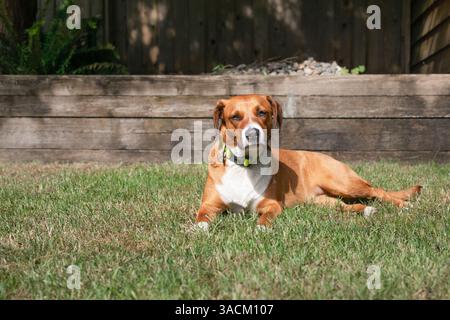 Glücklicher Hund, der entspannt im Gras im Garten oder im Park liegt. Niedlicher Hündchen, der in der Sonne baden oder dösen kann. Schützen Sie Hunde vor Sommerhitze, Konzept. Weiblich Stockfoto