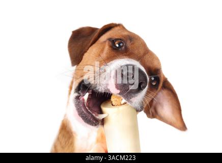 Hund, der Rinderknochen mit geneigtem Kopf nimmt. Süßer Welpe, der echte Knochen mit Lachs isst. Natürliche Zahngesundheit und geistige Bereicherung. Weibliche Harrie Stockfoto