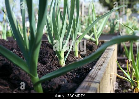 Viele Lauch wachsen im Frühlingsgarten und können geerntet werden. Gruppe großer Lauchpflanzen im Hochgartenbeet. Bekannt als Zwiebeln, grüne Zwiebeln oder Allium Stockfoto