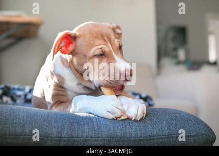 Glücklicher Welpe mit Kaustock im Mund und zwischen den Pfoten. Niedlicher Welpe, der mit Zahnknüppel auf dem Sofa liegt. Hundezahnhygiene oder Zahnspielzeug. 12 Wochen ol Stockfoto