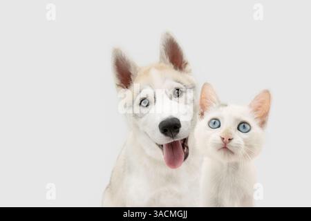 Banner für zwei Haustiere. Katze und Hündchen, die mit blauen Augen in die Kamera schauen. Isoliert auf weißem oder grauem Hintergrund Stockfoto
