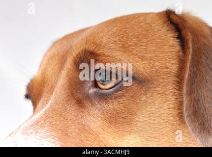 Hundeauge Nahaufnahme. Niedlicher Hündchenkopf mit runzelndem Gesicht und Falten. Sehvermögen oder Augensicht für Hunde Konzept. 2 Jahre alte harrier-Mischhund. S Stockfoto