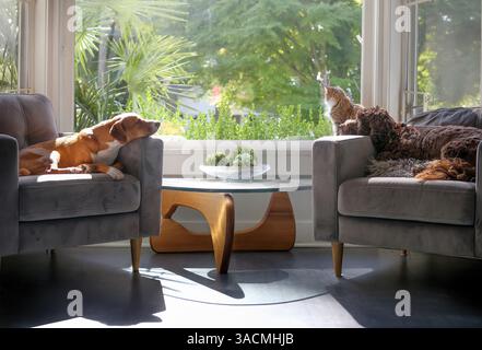 Entspannte Hunde und Katzen vor dem Fenster im sonnigen Wohnzimmer. Idyllische Gruppe von Haustieren, die im Haushalt mit mehreren Haustieren nebeneinander leben. Zwei Hunde schlafen auf Stühlen mit C Stockfoto