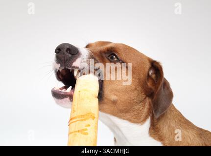 Der Hund kaut auf dem Kaustock aus Rohleder. Aggressives Kauen. Seitenansicht eines Welpen, der mit offenem Mund gebratenen Rohhautstäbchen isst. Für Zahnhygiene und Happi Stockfoto
