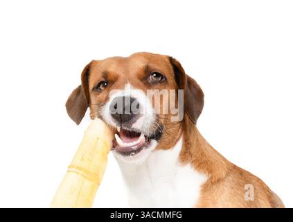 Isolierter Hund, der auf dem Kaustock aus Rohleder kaut und in die Kamera schaut. Niedlicher Welpe, der mit offenem Mund gequetscht ist. Für die Zahnhygiene und h Stockfoto