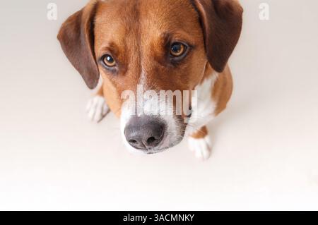 Neugieriger Hund, der in die Kamera blickt, mit Fokus auf die Nase. Blick von oben auf den Hündchen, der gehorsam sitzt oder um Nahrung oder Aufmerksamkeit bettelt. 2 Jahre alt, weibliche Harr Stockfoto
