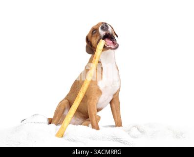 Glücklicher Hund, der im Sitzen Kaustock aus Rohleder kaut. Niedlicher Welpe, der lange gebratene Rohhautstäbchen mit offenem Mund isst. Für die Zahnhygiene. Erwachsene, weiblich Stockfoto