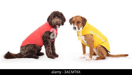 Zwei Hunde tragen Regenmantel für regnerische Tage. 2 Hündchen sitzen nebeneinander mit verstellbarer wasserdichter Jacke und schauen in die Kamera. Weibliches Labradood Stockfoto