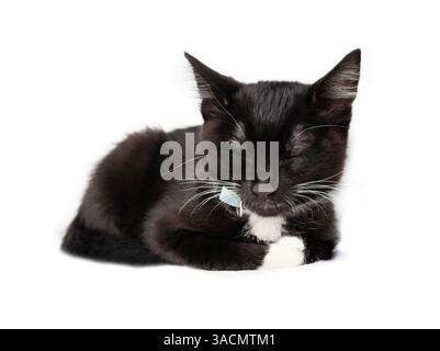 Isoliertes Smoking-Kätzchen, das friedlich schläft. Ganzkörper-Kätzchen, die nach dem Spielen schlafen oder dösen. 8 Wochen alte, männliche, schwarz-weiße Kurzhaarkatze. Stockfoto