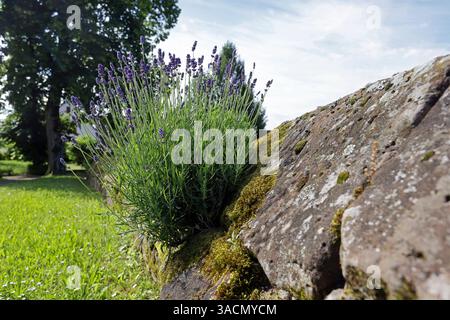 Lavendel auf einer Steinmauer Stockfoto