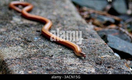 Blindschleiche Stockfoto