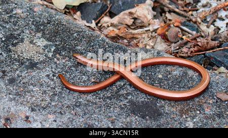 Blindschleiche Stockfoto