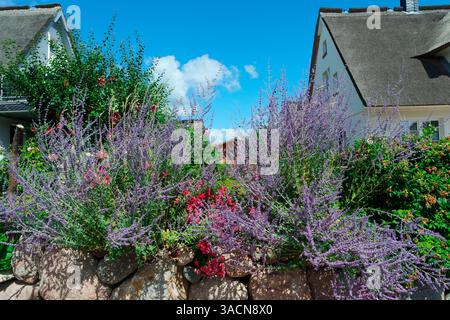 Sommer auf der Insel Poel Stockfoto