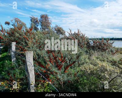 Graswarder Naturschutzgebiet Heiligenhafen Stockfoto