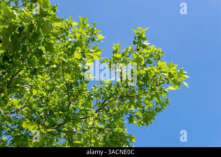 Nahaufnahme einer Ahornblättrigen Platane Stockfoto