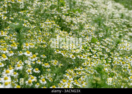 Feld mit blühenden Kamillenpflanzen im Sommer, Stockfoto