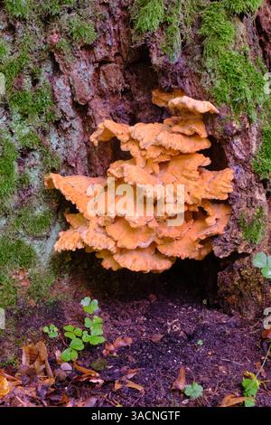 Alte Riesenschwefelschelfpilze aus der Nähe, Bialowieza-Wald, Polen, Europa Stockfoto