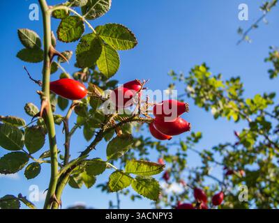 Unteransicht eines Hunderosenbuschs (lat: Rosa canina) mit Reifen Rosenhüften vor blauem Himmel Stockfoto