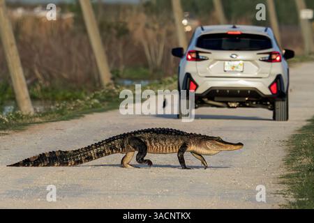 Apopka, Florida, USA. April 2025. Am 4. April 2025 überquert ein Alligator die Hauptstraße am Lake Apopka Wildlife Drive in Apopka, Florida. (Kreditbild: © Ronen Tivony/ZUMA Press Wire) NUR REDAKTIONELLE VERWENDUNG! Nicht für kommerzielle ZWECKE! Quelle: ZUMA Press, Inc./Alamy Live News Stockfoto