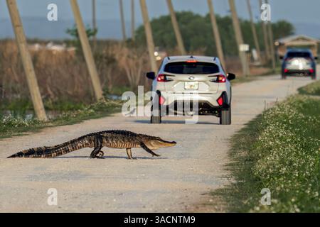 Apopka, Florida, USA. April 2025. Am 4. April 2025 überquert ein Alligator die Hauptstraße am Lake Apopka Wildlife Drive in Apopka, Florida. (Kreditbild: © Ronen Tivony/ZUMA Press Wire) NUR REDAKTIONELLE VERWENDUNG! Nicht für kommerzielle ZWECKE! Quelle: ZUMA Press, Inc./Alamy Live News Stockfoto