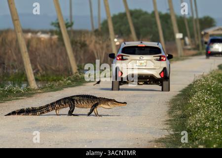 Apopka, Florida, USA. April 2025. Am 4. April 2025 überquert ein Alligator die Hauptstraße am Lake Apopka Wildlife Drive in Apopka, Florida. (Kreditbild: © Ronen Tivony/ZUMA Press Wire) NUR REDAKTIONELLE VERWENDUNG! Nicht für kommerzielle ZWECKE! Quelle: ZUMA Press, Inc./Alamy Live News Stockfoto