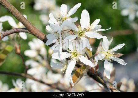 Juneberry (amelanchier Lamarckii), blüht der Frühling Stockfoto