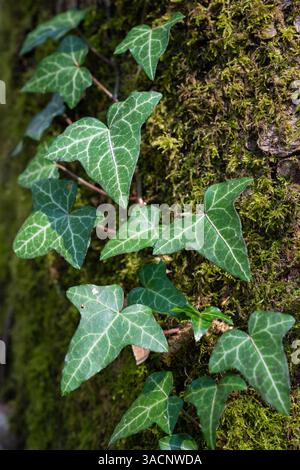 Schließen Sie herauf Bild von Efeu Pflanze auf Bemoosten Baumstamm Stockfoto
