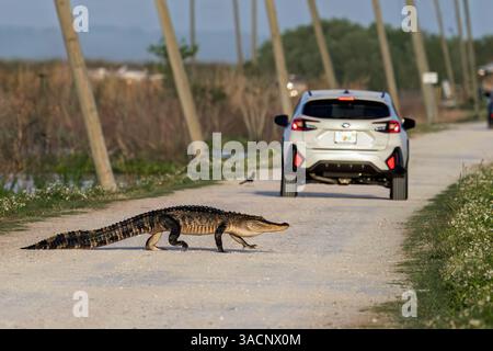 Apopka, Florida, USA. April 2025. Am 4. April 2025 überquert ein Alligator die Hauptstraße am Lake Apopka Wildlife Drive in Apopka, Florida. (Kreditbild: © Ronen Tivony/ZUMA Press Wire) NUR REDAKTIONELLE VERWENDUNG! Nicht für kommerzielle ZWECKE! Quelle: ZUMA Press, Inc./Alamy Live News Stockfoto